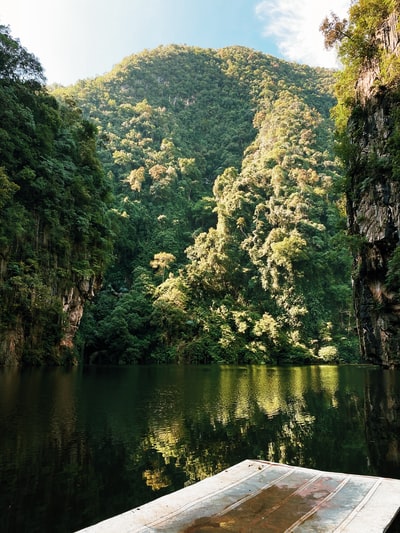 在白天的绿树在河旁边
